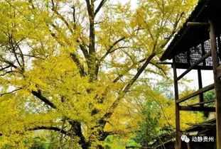 银杏树的神奇传说