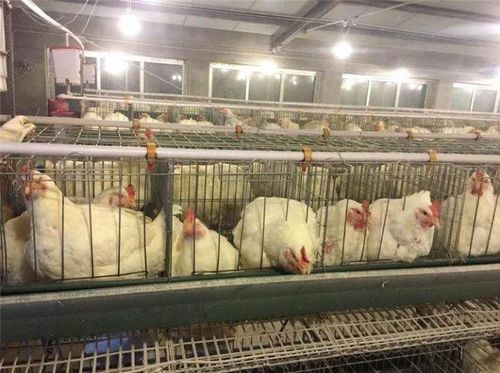 提升肉鸡肠道健康，优化生产性能