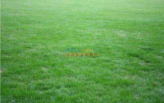 苏州园林师傅的“移花接木”大揭秘