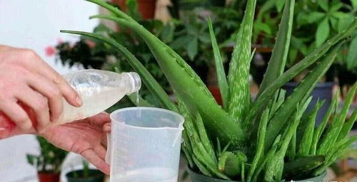 七、大葱种植，肥水充足