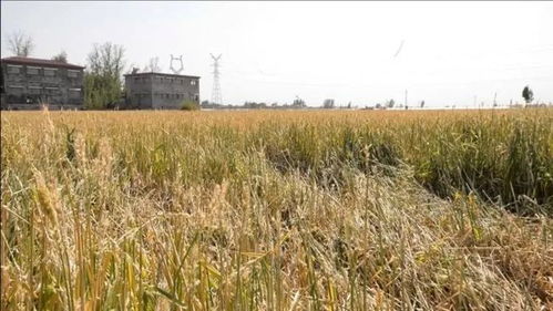 硬核救苗三招：晚出苗也嫩大丰收