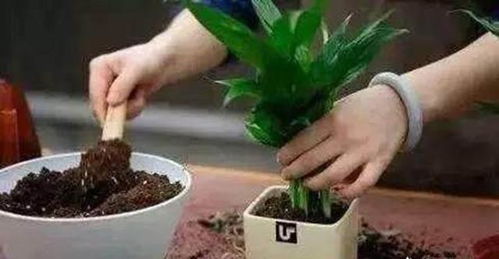 营养土与普通土的混合比例， 要根据季节和植物种类灵活调整