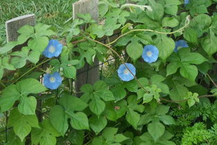 牵牛花藤的神奇功效