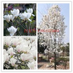 白玉兰的籽嫩被种植吗？