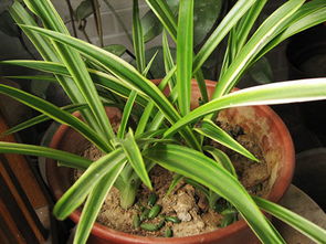 银心吊兰如何养成大株？