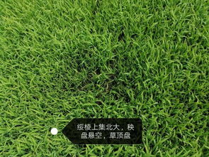 草甘膦， 这个除草小能手