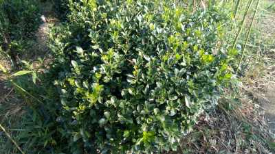 不同大小的冬青树， 价格可大不一样