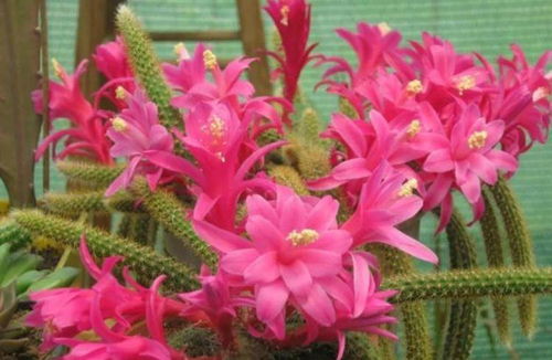 Word鼠尾掌养殖方法：土壤、 阳光、水分，一个dou不Neng少