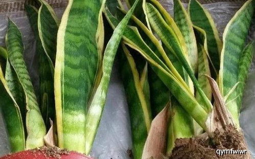 虎皮兰最佳换盆时间是什么时候？春季还是秋季更适合