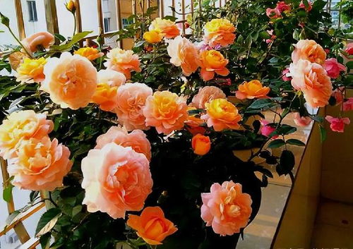 病虫害防范：用药与注意事项