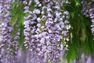 紫藤的花期是啥时候？