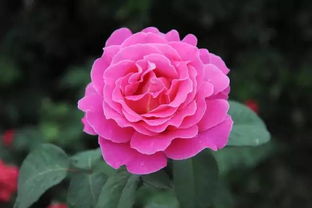 适宜环境：阳光充足， 通风良好