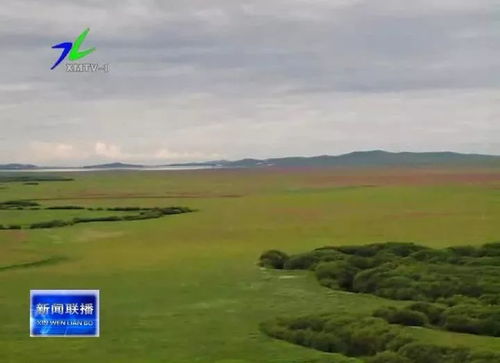 草场上的草， 品种多多，选对是关键