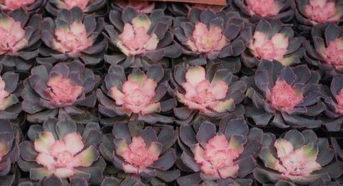 三招避开智商税