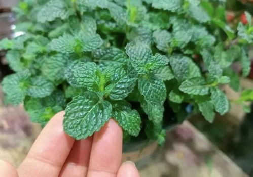 驱蚊植物有哪些？夏天如何有效防蚊