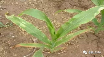 防治甘蔗梢腐病的药物大揭秘