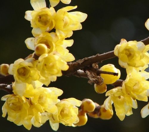 浇水也要有讲究