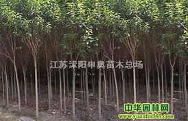 槐树：接地气的守护者