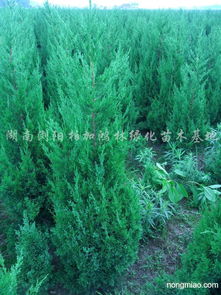 塔柏的生长速度揭秘