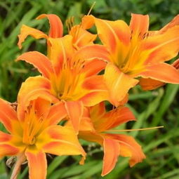 金叶女贞的价格揭秘：一株究竟值多少钱？