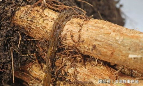 发财树根烂了如何挽救
