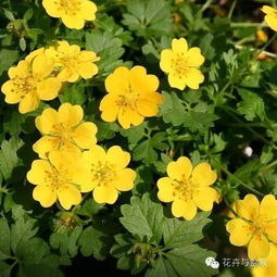 家庭种植小技巧，告别园艺小白！