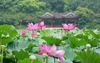 荷花会长在河里吗？