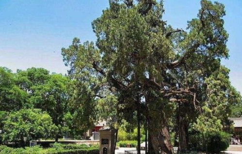 桧柏的用途与价值