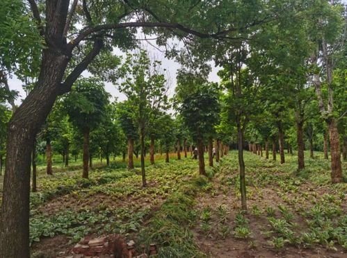 哪些经济价值高、适合在农田种植的苗木品种值得推广？