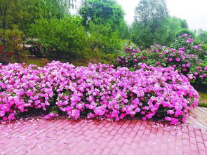 彩云月季：绚丽的复色， 美得不像话