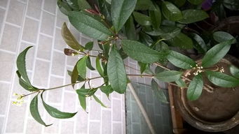 桂花品种的区别和注意事项