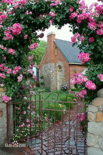 移栽蔷薇花，要怎么操作呢？