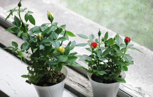 院墙花墙效果图， 巧妙融合自然与人工艺术品