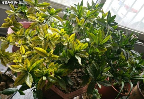 栀子花：温暖的怀抱， 清新的气息