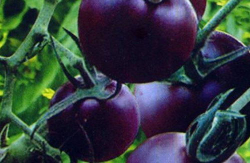 土壤，那个孕育生命的摇篮