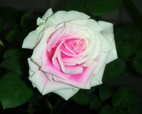 养护攻略，花开不败