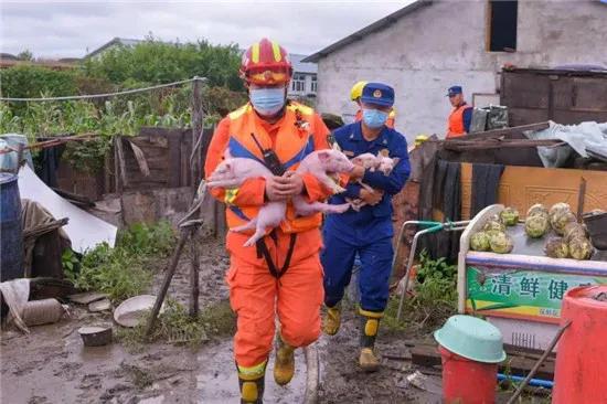 猪场雨季如何Zuo到灾前防、灾中守、灾后控防汛防疫？
