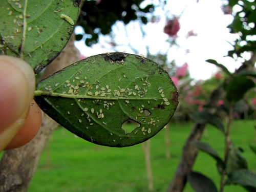 病害识别与防治