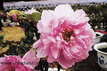 牡丹花开花期间施什么肥？家庭养殖这样做准没错