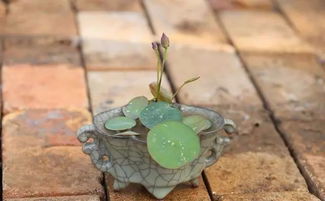 碗莲芽芽的养护之道