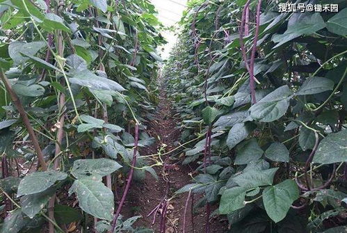 三伏天种植，这些蔬菜不怕热