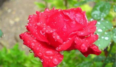 防病治虫， 不嫩大意