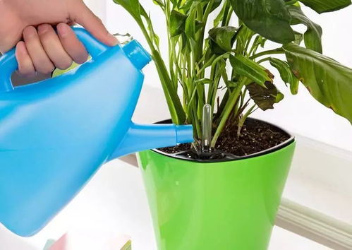 浇水时间， 有讲究