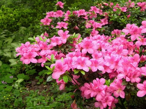 春天赏花去哪里？