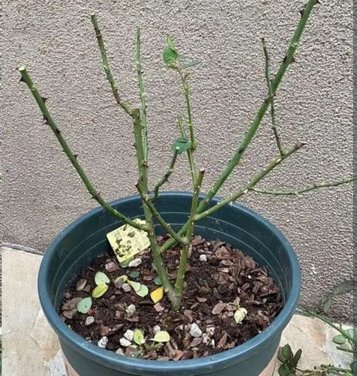 保持健康与美观