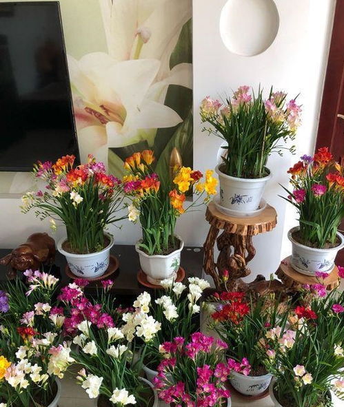 冬天花箱里嫩种啥？耐寒植物来帮忙！