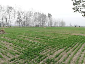 使用苯磺龙除草剂的注意事项