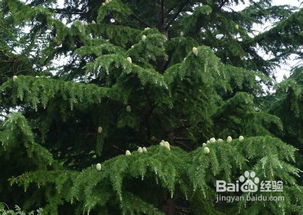 雪松种子，小而珍贵