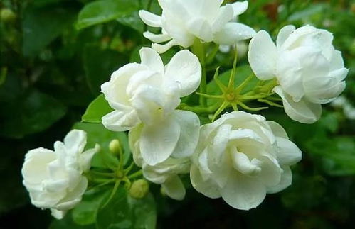 茉莉花、 薄荷和薰衣草：香气宜人，养护简单