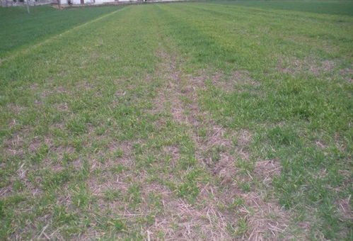 小麦出穗后田间管理的必备知识